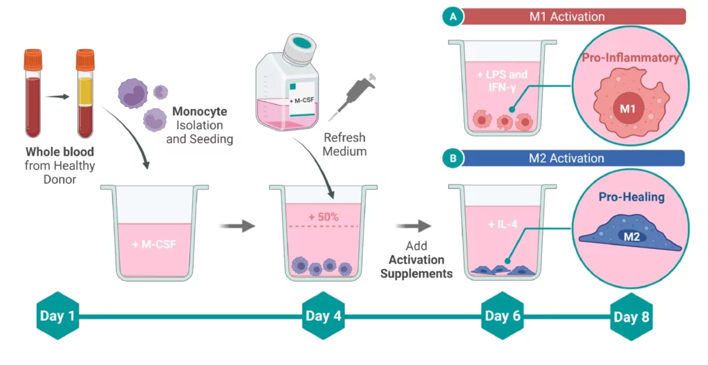 macrophage assays